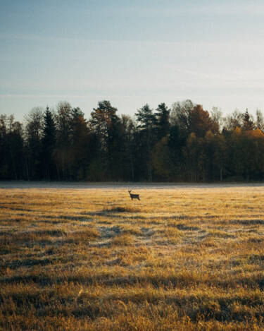 Linus Bergman | Nikon magazine