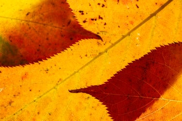 Ross Hoddinott |  Nikon magazine 