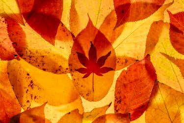 Ross Hoddinott |  Nikon magazine 