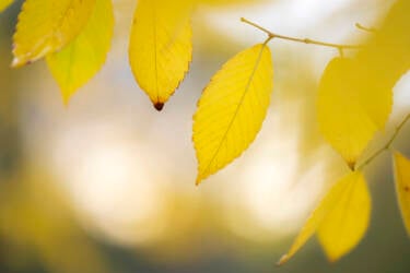 Ross Hoddinott |  Nikon magazine 