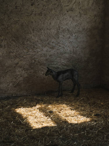 Nikon magazine - Nikon film and photo contest 2024-2025