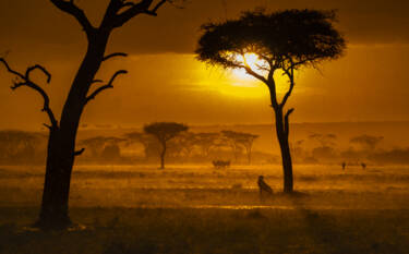 Amateur Photographer of the Year 2025 Winner, Bircan Harper. Perfect Storm, captured in Kenya's Maasai Mara, golden hour before sunset a storm swept across the plains. Awarded 6th place in Landscape Round